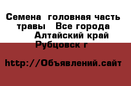 Семена (головная часть))) травы - Все города  »    . Алтайский край,Рубцовск г.